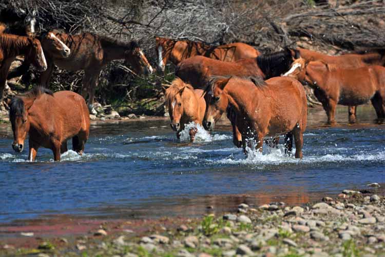 mustangs